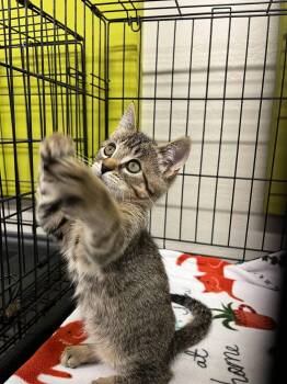 Sunny -  Tabby and Domestic Medium Hair Cat for Adoption in Walnut Creek, California - Sunny | PetCurious