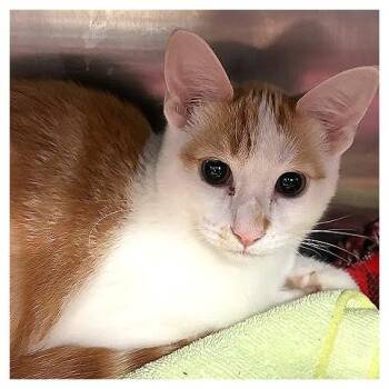 Angela Basket -  Domestic Short Hair Cat for Adoption in Los Angeles, California - Angela Basket | PetCurious
