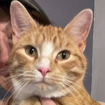 Domestic Short Hair Cats Available for Adoption in Edwardsville, Illinois - Baker | PetCurious