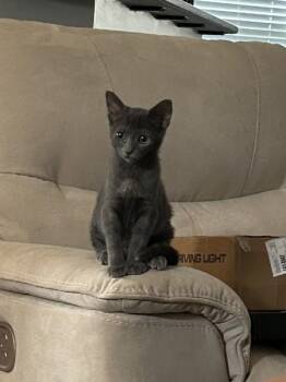 Byrdie SH -  Siamese and Domestic Short Hair Cat for Adoption in Greenville, South Carolina - Byrdie SH | PetCurious