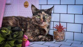 Rescue Domestic Short Hair Cats for Adoption in Lucas, Texas - Shmi | PetCurious