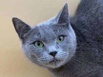 Madison -  Domestic Short Hair Cat for Adoption in Portland, Oregon - Madison | PetCurious