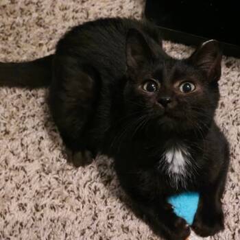 Rescue Domestic Short Hair Cats for Adoption in Kansas City, Missouri - Blackie | PetCurious