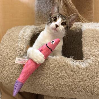 Margaux -  Domestic Short Hair Cat for Adoption in Manhattan Beach, California - Margaux | PetCurious