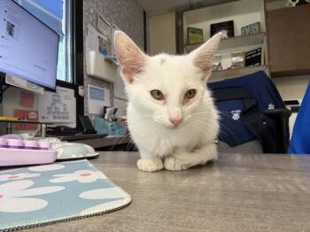 CLEOCATRA -  Domestic Short Hair Cat for Adoption in Sugar Land, Texas - CLEOCATRA | PetCurious