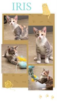 Iris -  Calico Cat for Adoption in Rensselaer, Indiana - Iris | PetCurious