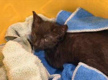 A1268715 -  Domestic Short Hair Cat for Adoption in Charlotte, North Carolina - A1268715 | PetCurious