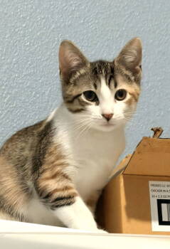 Rescue Domestic Short Hair Cats for Adoption in St. Cloud, Florida - Enid | PetCurious