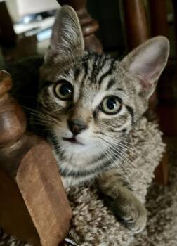Rescue Tabby Cats for Adoption in Eugene, Oregon - Fiddle | PetCurious
