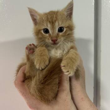 Domestic Short Hair Cats Available for Adoption in Cabot, Arkansas - Bacon Bit | PetCurious