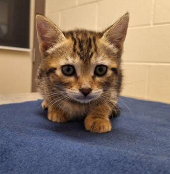 Domestic Short Hair Cats Available for Adoption in Westland, Michigan - Alpaca | PetCurious