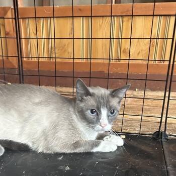 Helen -  Domestic Short Hair Cat for Adoption in Springdale, Arkansas - Helen | PetCurious