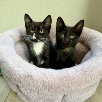 Marigold and Indigo -  Domestic Short Hair Cat for Adoption in Seattle, Washington - Marigold And Indigo | PetCurious