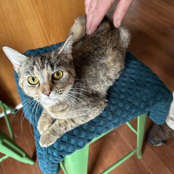 Maple -  Domestic Short Hair Cat for Adoption in La Grange, Kentucky - Maple | PetCurious