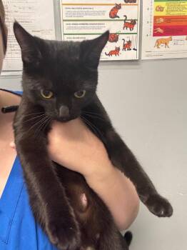 Rue -  Domestic Short Hair Cat for Adoption in Bloomington, Indiana - Rue | PetCurious