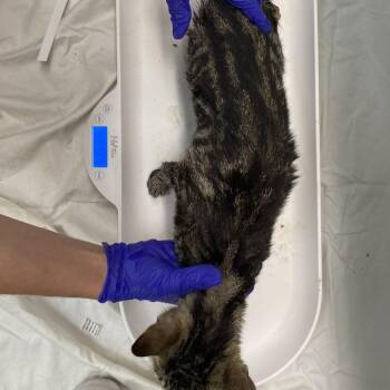 4th Wing Characters 4 -  Domestic Short Hair Cat for Adoption in Westminster, California - 4th Wing Characters 4 | PetCurious