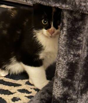 Rescue Domestic Short Hair Cats for Adoption in Windsor, Connecticut - 2025-159 Cleo | PetCurious