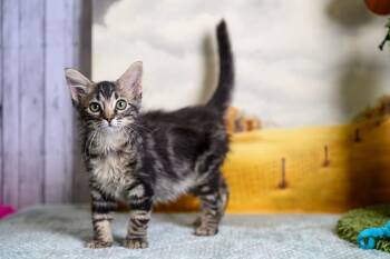 Engel -  Domestic Medium Hair Cat for Adoption in Roanoke, Texas - Engel | PetCurious