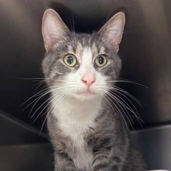 Domestic Short Hair Cats Available for Adoption in Chippewa Falls, Wisconsin - Ponderosa | PetCurious