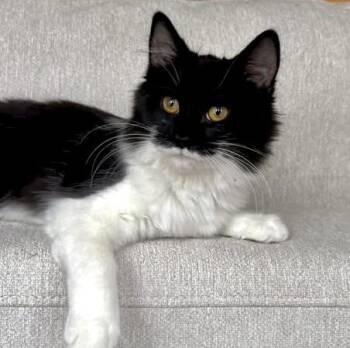 Rescue Domestic Medium Hair Cats for Adoption in Woodstock, Ontario - Fern | PetCurious