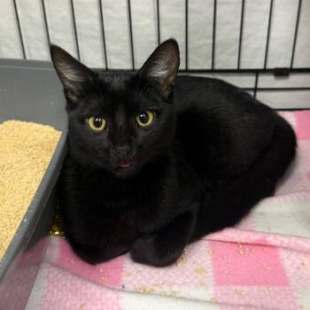 Roomba -  Domestic Short Hair Cat for Adoption in Normal, Illinois - Roomba | PetCurious