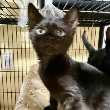 Meeny -  Domestic Short Hair Cat Available for Adoption in NEW PT RICHEY, Florida - Meeny | PetCurious