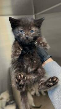 Haze -  Bombay and Domestic Medium Hair Cat for Adoption in Pacifica, California - Haze | PetCurious