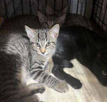 Kittens -  Domestic Short Hair Cat for Adoption in Westfield, Massachusetts - Kittens | PetCurious