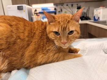 JIM -  Domestic Short Hair Cat for Adoption in Baytown, Texas - JIM | PetCurious