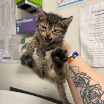 Hide away -  Domestic Short Hair Cat for Adoption in Charleston, West Virginia - Hide Away | PetCurious