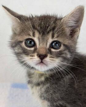 Elvira -  Domestic Short Hair and Tortoiseshell Cat for Adoption in Kennesaw, Georgia - Elvira | PetCurious