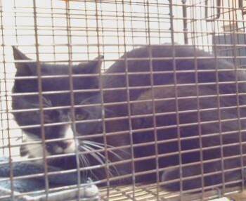 FIRECRACKER (BARN CAT) -  Domestic Short Hair Cat Available for Adoption in Sacramento, California - FIRECRACKER (BARN CAT) | PetCurious