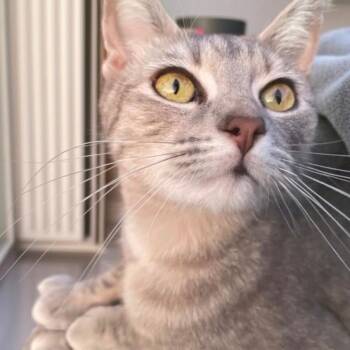 Tortilla -  Domestic Short Hair Cat Available for Adoption in Brea, California - Tortilla | PetCurious