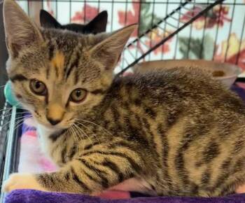 THALIA -  Domestic Short Hair Cat for Adoption in Elizabethton, Tennessee - THALIA | PetCurious