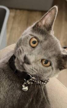 Cashmere Willow Grove PA Area FCID# 07/28/2026-5 -  Domestic Short Hair Cat for Adoption in Greenville, Delaware - Cashmere Willow Grove PA Area FCID# 07/28/2026-5 | PetCurious