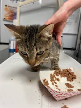 Rescue Domestic Short Hair Cats for Adoption in Trenton, New Jersey - Kieran | PetCurious