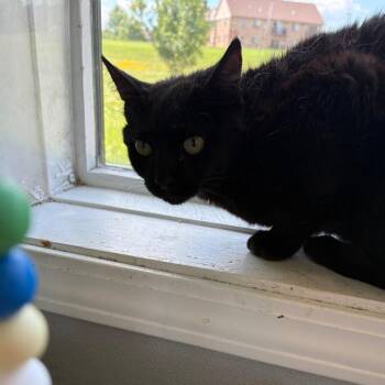 Clawdia -  American Shorthair Cat for Adoption in West Des Moines, Iowa - Clawdia | PetCurious