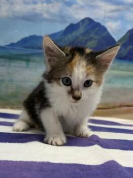 Jessie -  Domestic Medium Hair and Domestic Short Hair Cat for Adoption in San Antonio, Texas - Jessie | PetCurious
