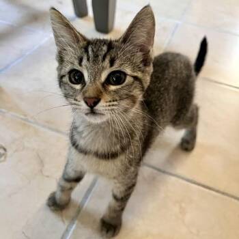 Lifeguard Lainey 56093 -  Domestic Short Hair Cat for Adoption in Eaton Rapids, Michigan - Lifeguard Lainey 56093 | PetCurious