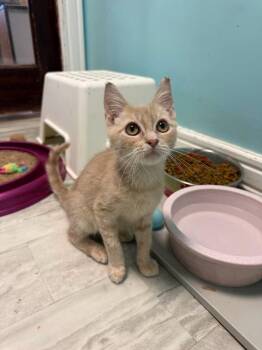 Pumpkin -  Domestic Short Hair Cat for Adoption in Freeport, New York - Pumpkin | PetCurious