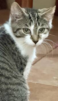 Rescue Domestic Short Hair Cats for Adoption in Coatesville, Pennsylvania - Freedom | PetCurious
