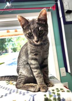 Domestic Short Hair Cats Available for Adoption in Crossville, Tennessee - Tornado | PetCurious