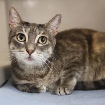 Jojo -  Domestic Short Hair Cat for Adoption in Sarasota, Florida - Jojo | PetCurious
