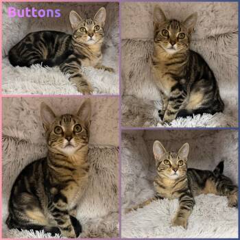 Buttons -  Domestic Short Hair Cat for Adoption in Windy Hills, Kentucky - Buttons | PetCurious