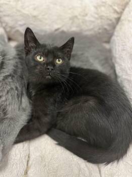 Rescue Domestic Short Hair Cats for Adoption in Mount Pleasant, Iowa - Winston | PetCurious