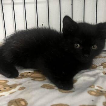 Cayenne -  Bombay and Domestic Medium Hair Cat for Adoption in Paulina, Louisiana - Cayenne | PetCurious