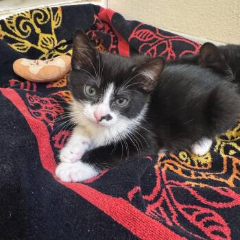 Rescue Domestic Short Hair Cats for Adoption in Los Angeles, California - Twix | PetCurious