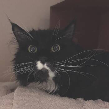 Bean -  Domestic Long Hair Cat for Adoption in Providence, Rhode Island - Bean | PetCurious