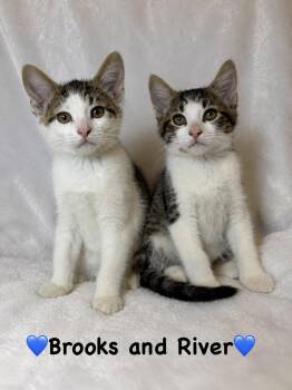 Domestic Short Hair Cats Available for Adoption in Copley, Ohio - Brooks And River | PetCurious