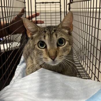 Domestic Short Hair Cats Available for Adoption in Tampa, Florida - Stripes (Macaw) | PetCurious